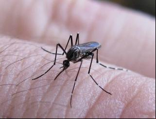 Casos de dengue em 2025 se aproximam do total registrado em todo o ano ado em Colômbia