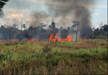 Lei proíbe queimadas no município - Foto: Google Imagens 