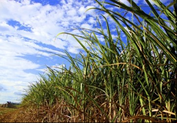 Usina Biosev abre vagas de empregos temporárias - Foto: Portal NC