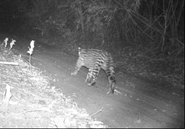 Câmera de segurança flagra onça pintada na área rural - Foto: 