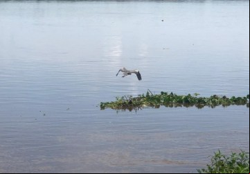 Volume de chuvas é considerado baixo para elevar nível do Rio Grande - Foto: Maria Inácia 