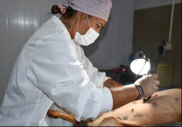 Prefeitura de Colômbia retoma castração de cães e gatos no município - Foto: 