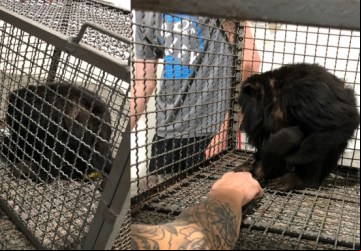 Macaco bugio ferido é resgatado pelo Corpo de Bombeiros em Colômbia - Foto: 