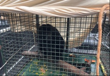 Macaco resgatado ferido é devolvido à natureza - Foto: 