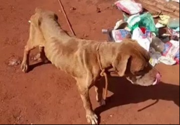 Cachorro é encontrado em situação de maus tratos em Planura - Foto: 
