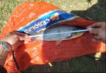 : Pescador é multado em R$ 1 mil por capturar espécie proibida na piracema
