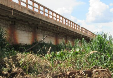 : Vegetação abaixo da ponte do Rio Grande preocupa autoridades.