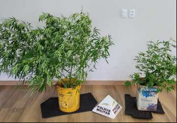 : Polícia Militar apreende pés de maconha em Planura.