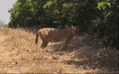 Onça-parda é vista em fazenda de laranjas em Colômbia