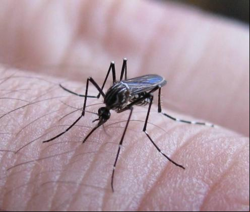 Casos de dengue em 2025 se aproximam do total registrado em todo o ano ado em Colômbia