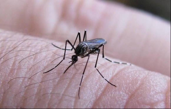 Casos de dengue em 2025 se aproximam do total registrado em todo o ano ado em Colômbia